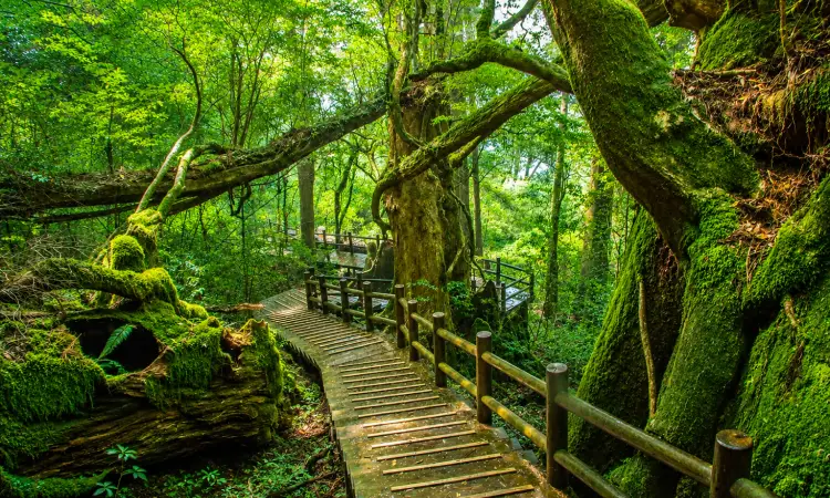 Yakushima