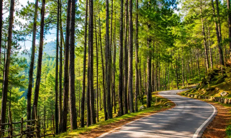Pine Forest