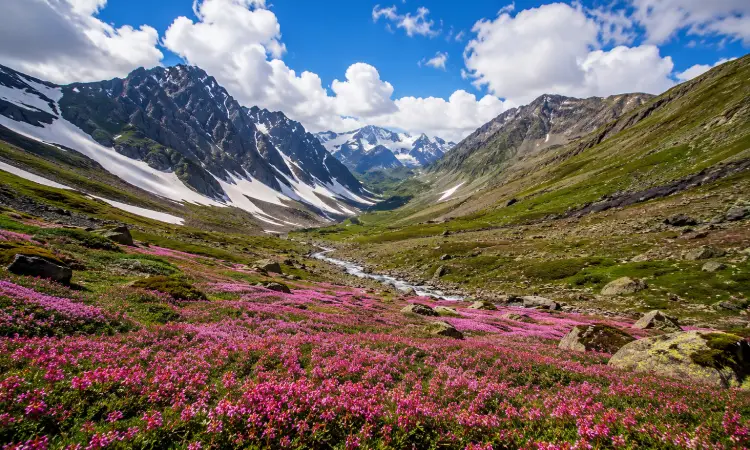 Valley of Flowers- The Bunch of Beautiful Flora 