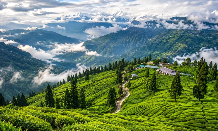 tea gardens