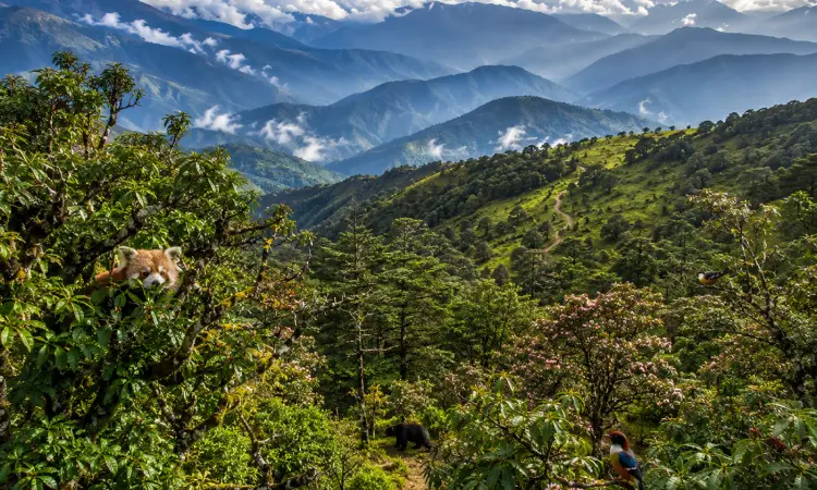 singalila national park