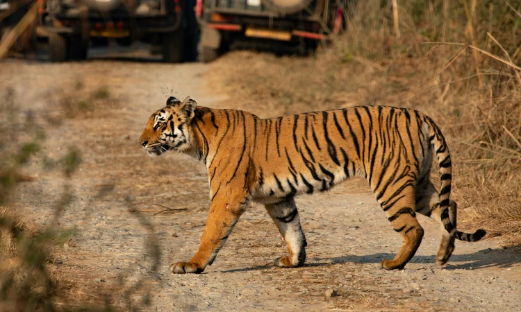 jim corbett