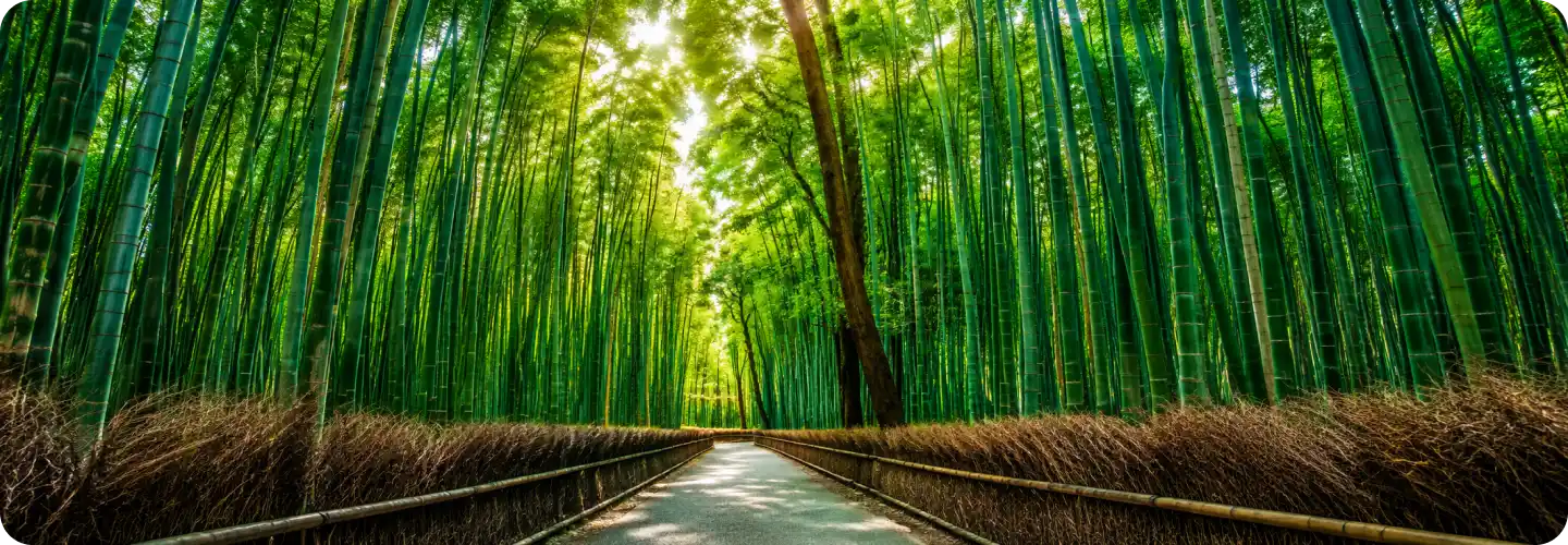 7 Nights 8 Days - Avismaraniyo Japan – main photo