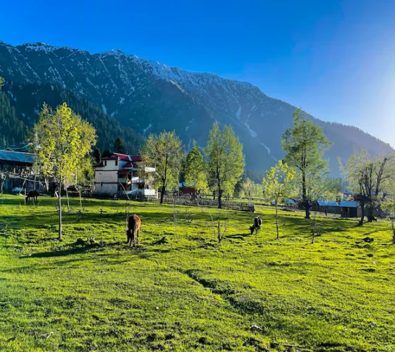 Kashmir Snow & Shikara Escape